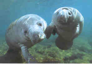 Manatees