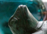 frog image