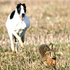Greyhoound image