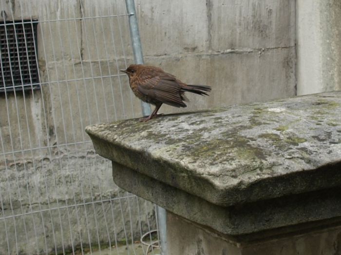 St Andrew Holborn, image 03