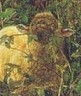 sheep icon